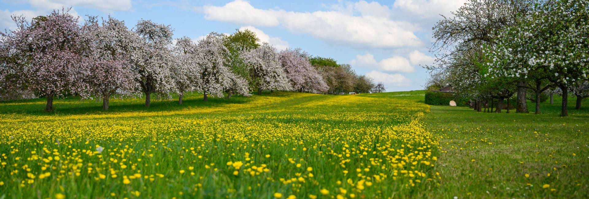 história da música céu azul charlie brown jr
