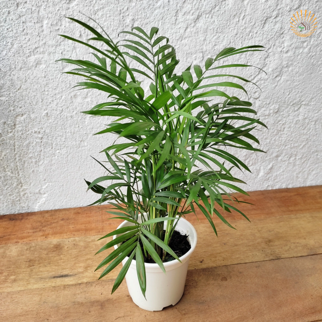 melhores palmeiras para decorar sala de estar