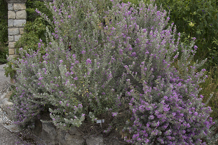 preço muda chuva de prata