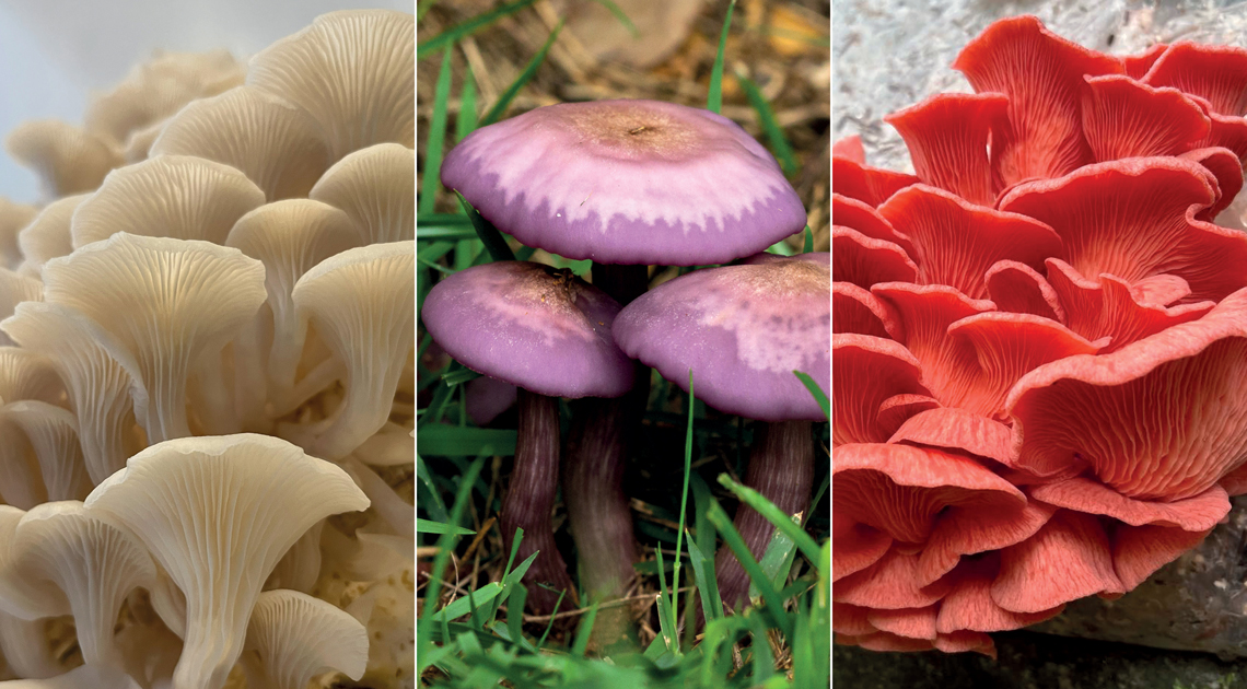 tipos de cogumelos comestíveis