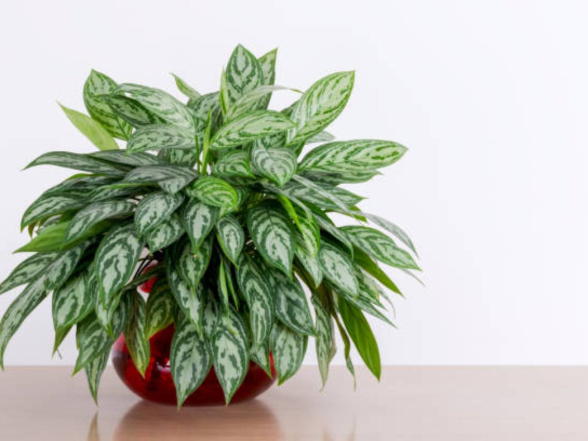 erros comuns ao cuidar de comigo ninguém pode