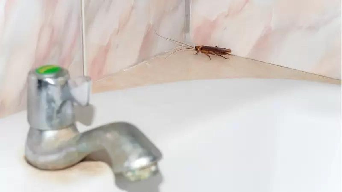 como acabar com baratas pequenas