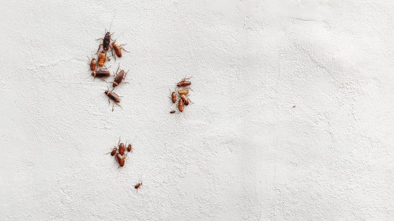 erros comuns ao tentar matar baratas pequenas