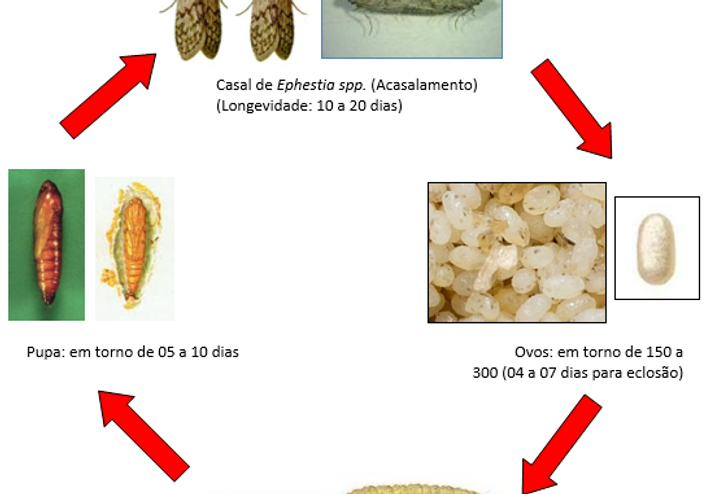 como eliminar as traças