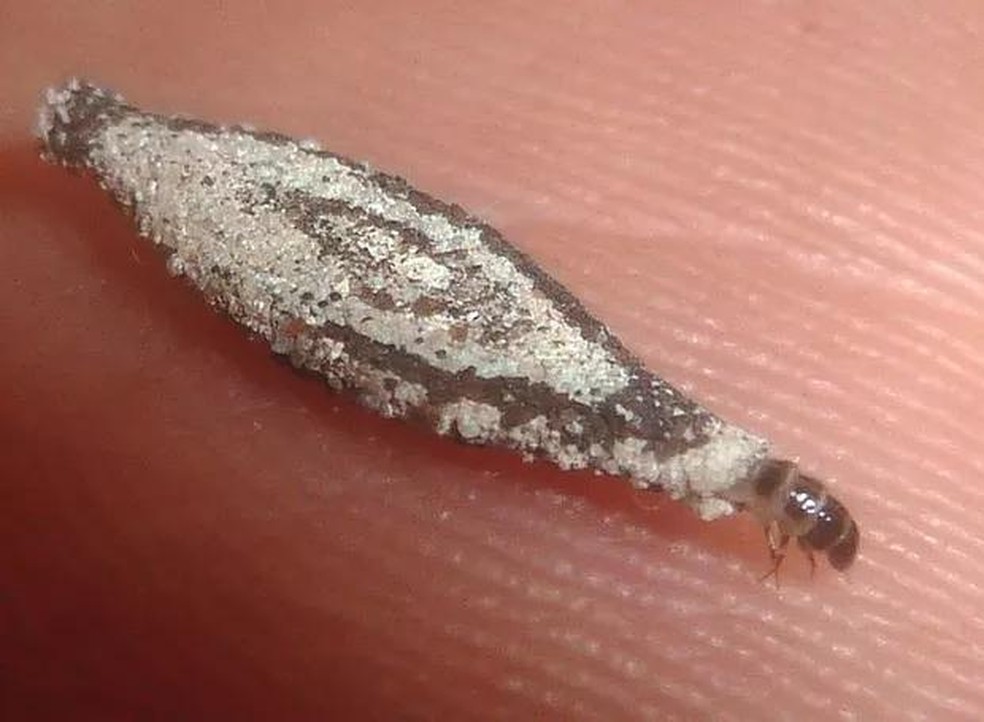 o que atrai as traças para dentro de casa