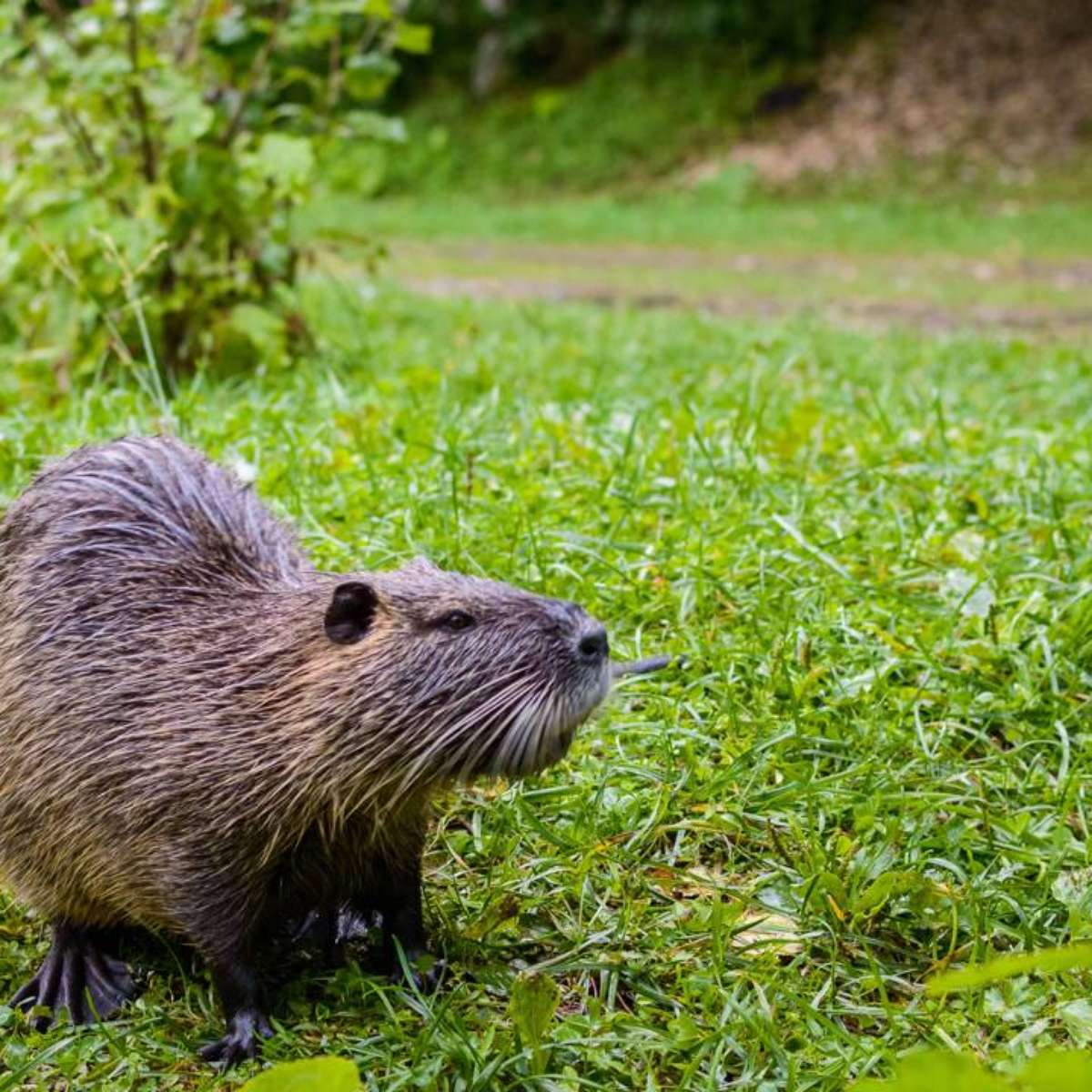 erros comuns ao usar cor castor na parede