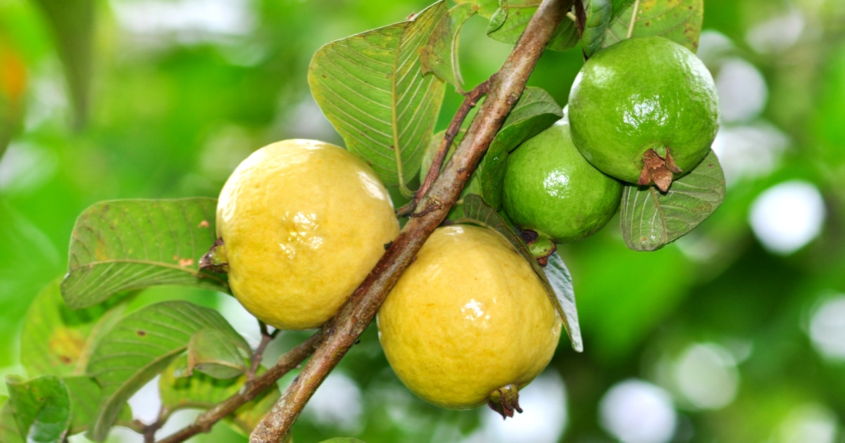 cor goiaba vs coral qual escolher