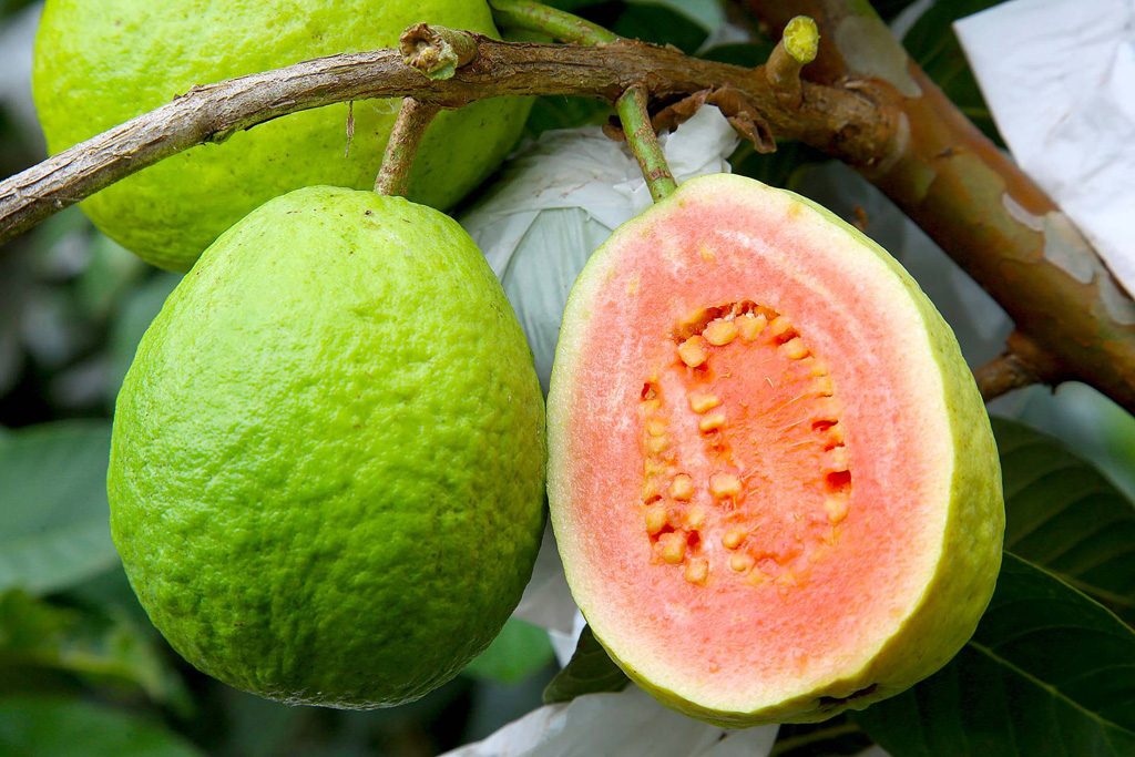 ideias de looks com cor goiaba