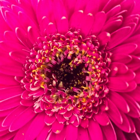 erros comuns ao usar cor maravilha na decoração