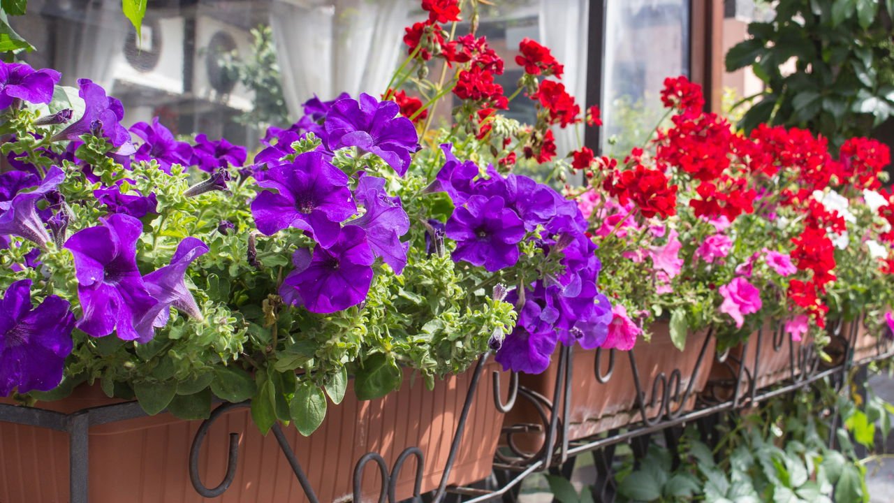 cores de flores: qual a diferença entre elas