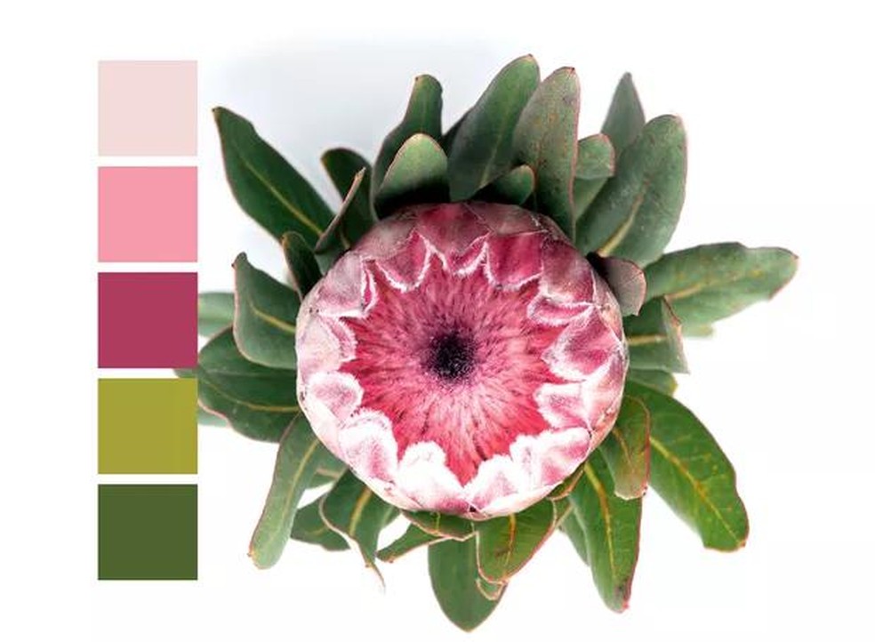 flores azuis significado e onde encontrar