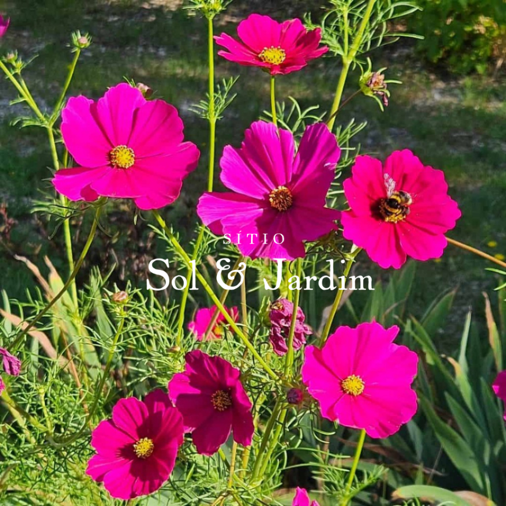 cosmos em vaso
