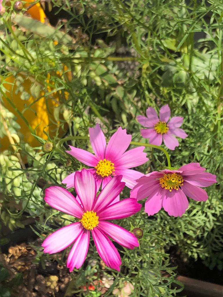 flor cosmos