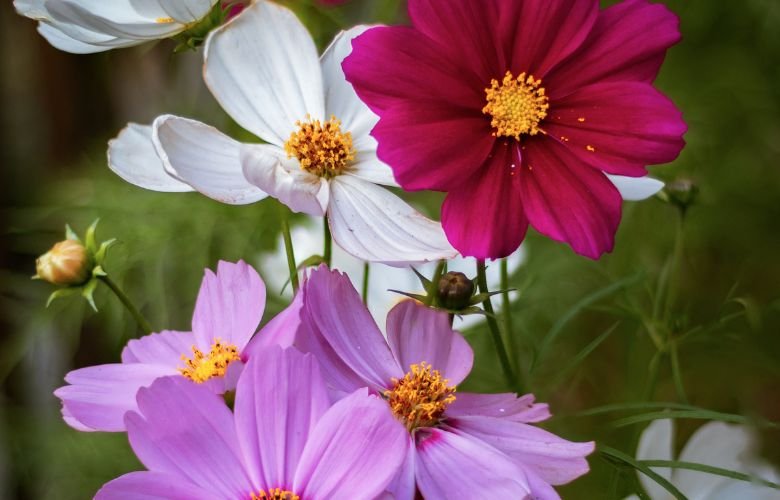 cosmos para jardim