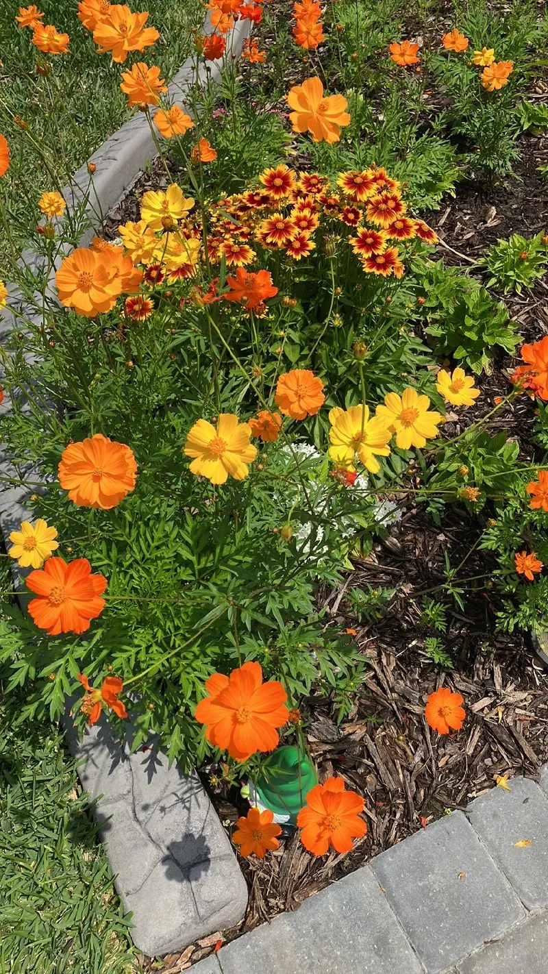 significado da flor cosmos