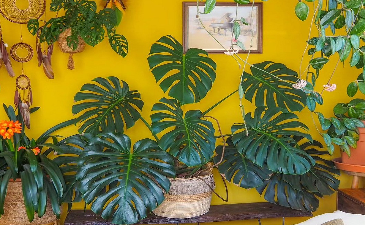 monstera deliciosa em apartamento