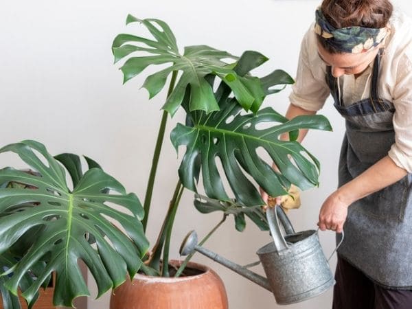 costela de adão dentro de casa