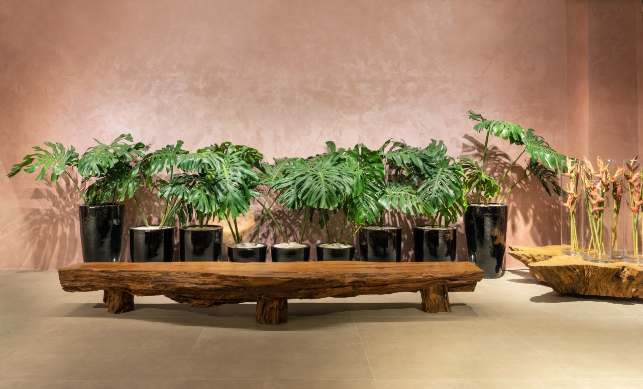 monstera deliciosa em apartamento