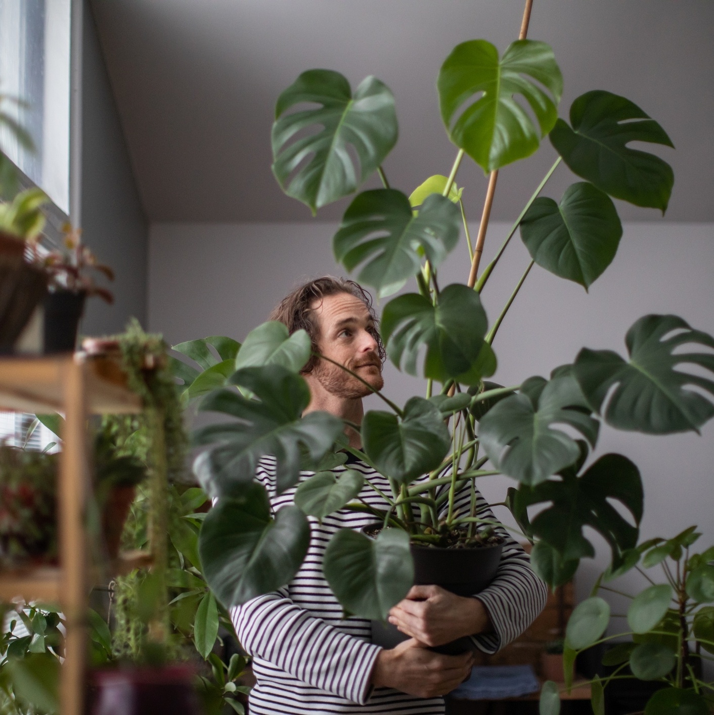 luz para costela de adão
