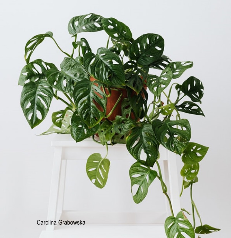 costela de adão folhas amareladas