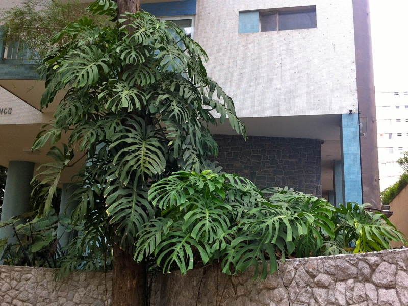 costela de adão feng shui