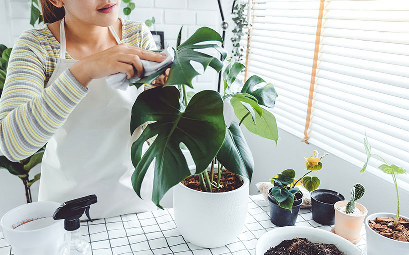 planta costela de adão para interiores