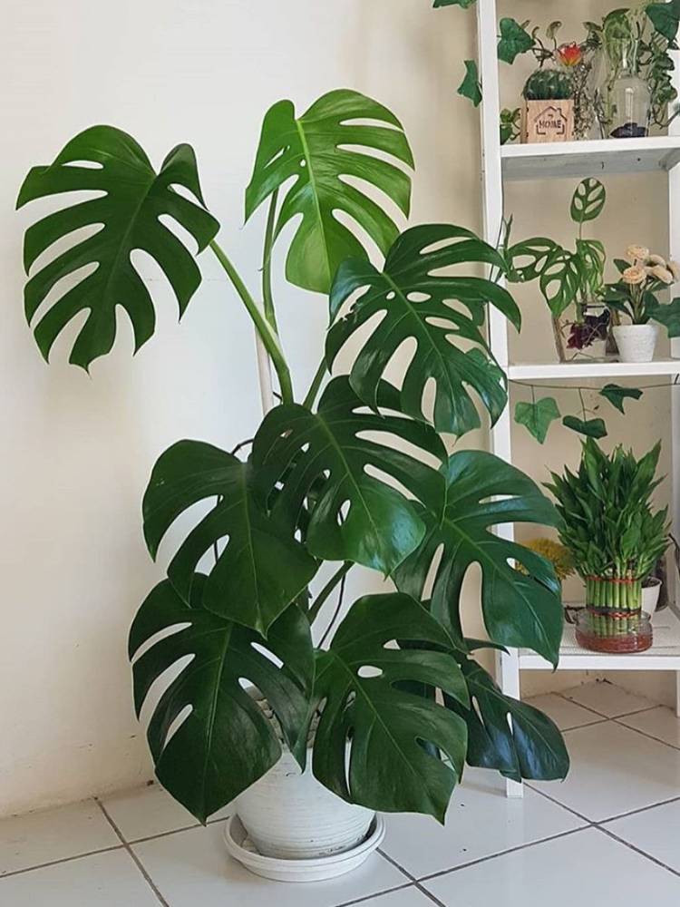 costela de adão dentro de casa