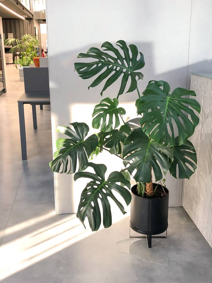 rega da costela de adão