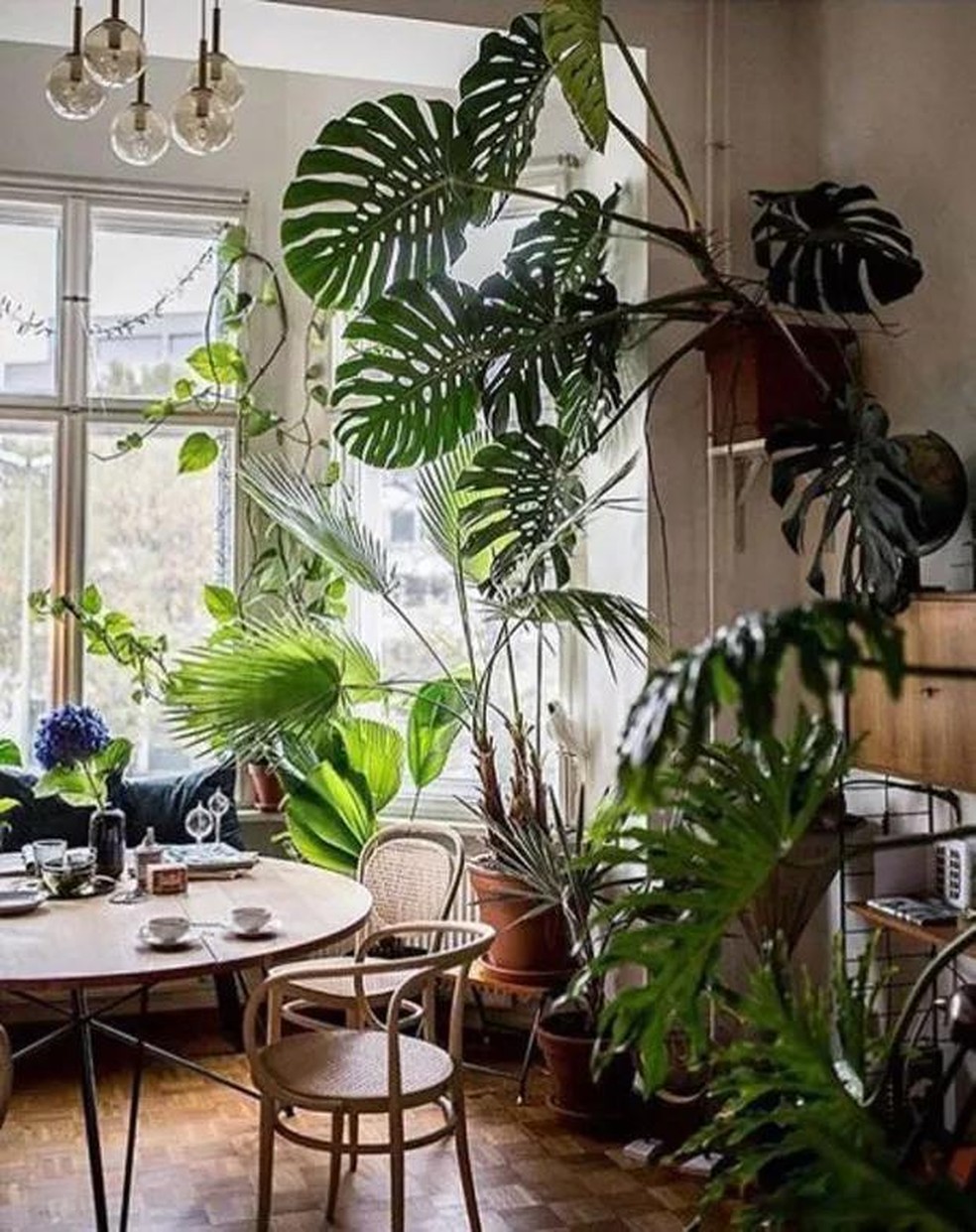 costela de adão folhas amareladas