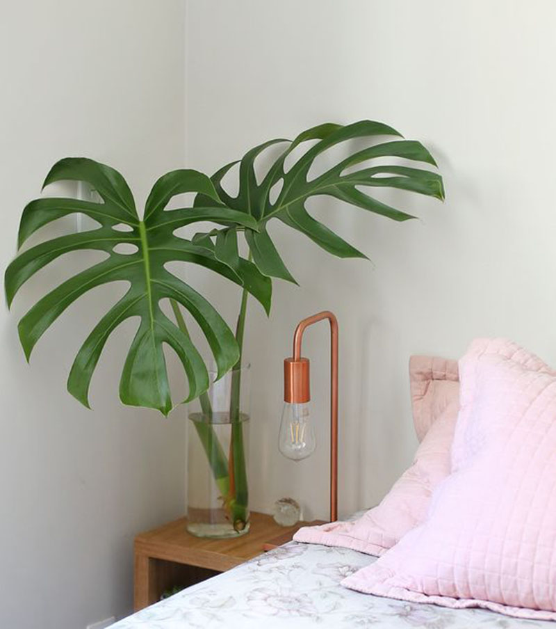 costela de adão feng shui