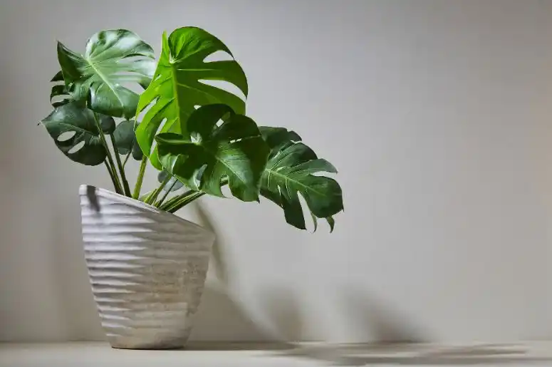 como cuidar de monstera deliciosa em casa