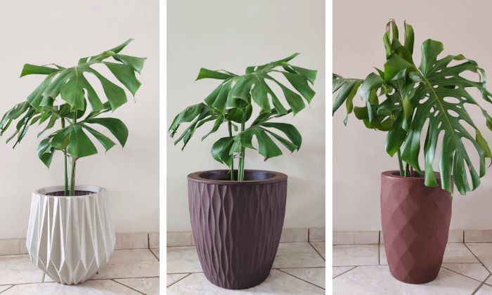 planta costela de adão para interiores