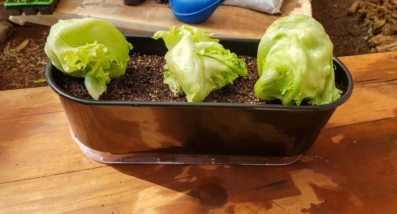 cultivo de alface em casa