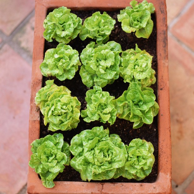Guia Completo de Vasos Autoirrigáveis para Hortaliças