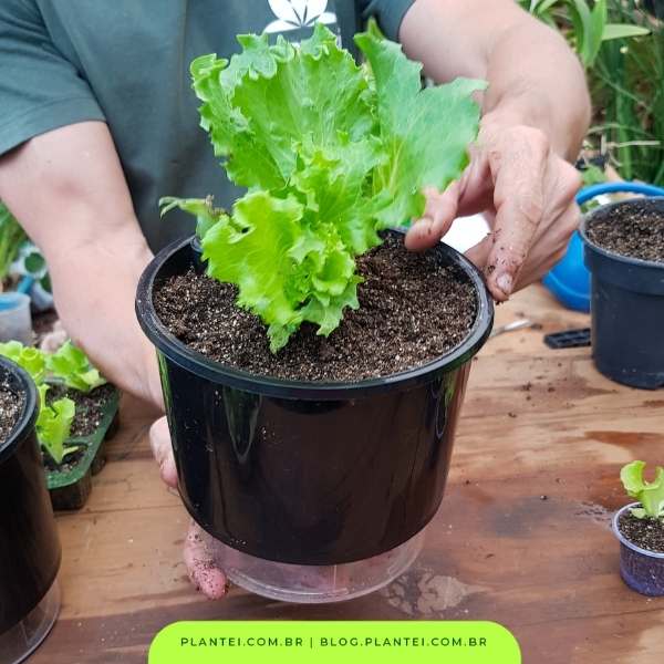 Como Fazer Húmus de Minhoca para sua Horta Caseira