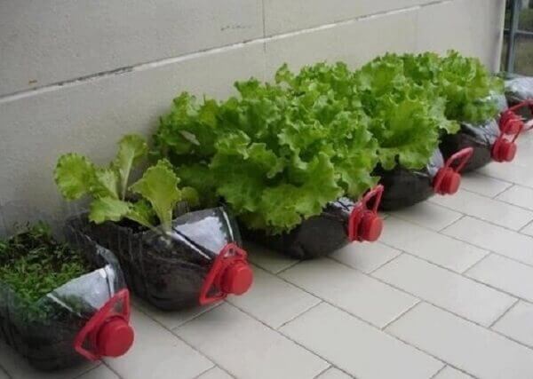 Alface em Garrafa PET: Economia e Sustentabilidade no Cultivo