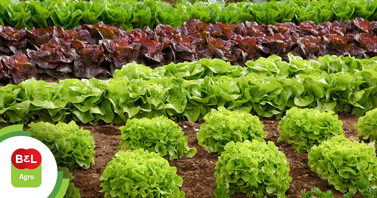 As Melhores Variedades de Alface para Plantar o Ano Todo