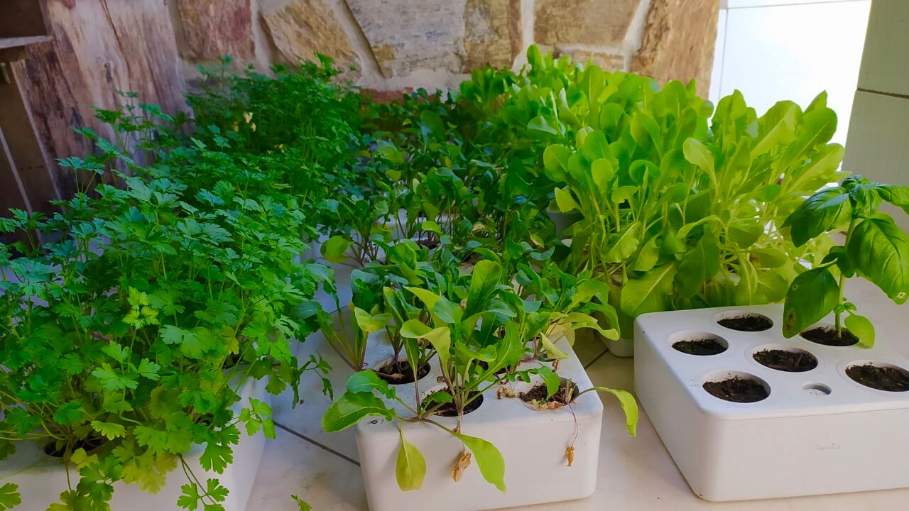 Guia Completo de Vasos Autoirrigáveis para Hortaliças