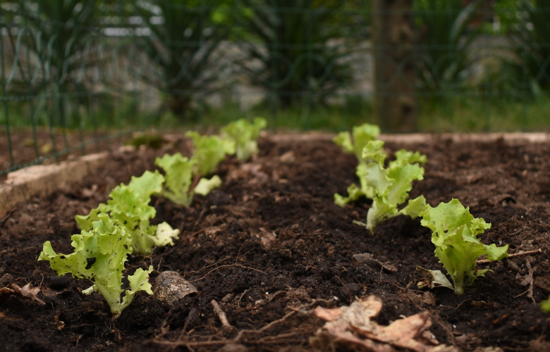 Como Fazer Húmus de Minhoca para sua Horta Caseira