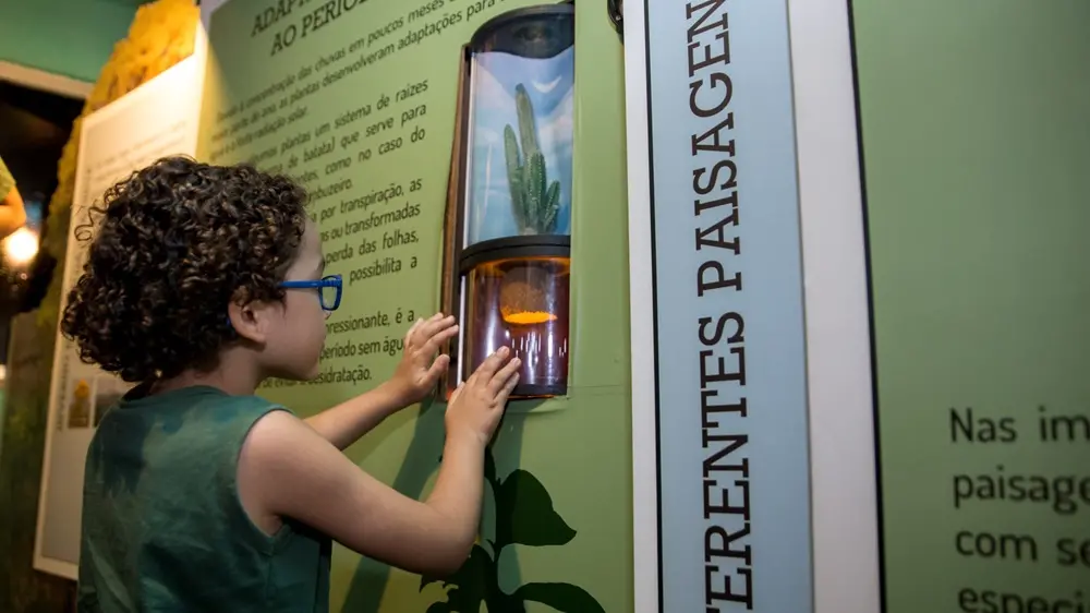 decoração caatinga barata e criativa