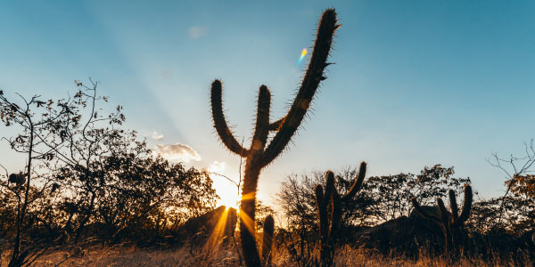 cactos nativos caatinga para interiores