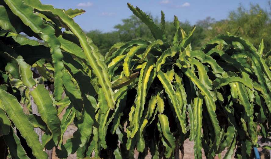 ideias decoração caatinga para sala