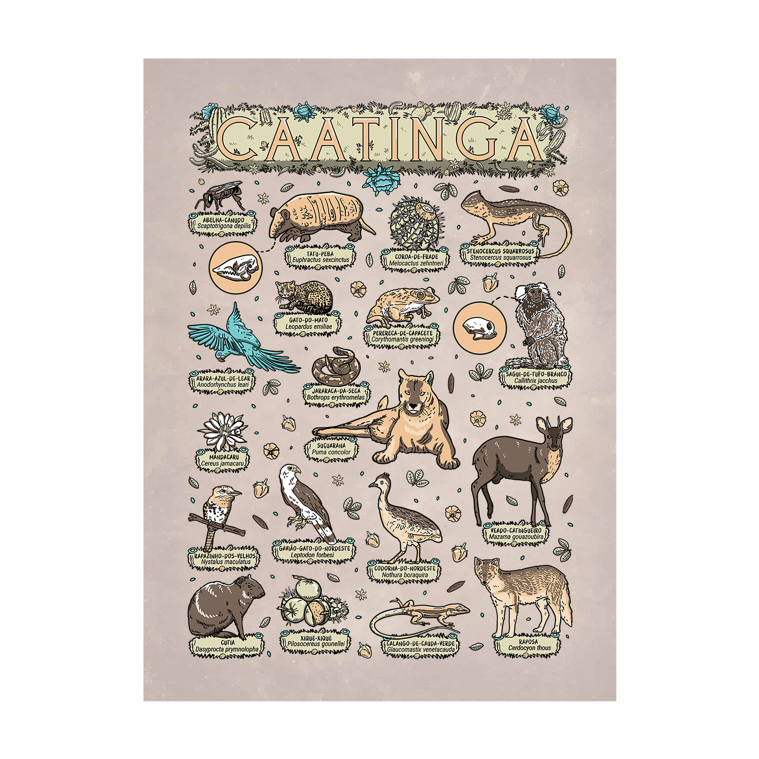 decoração caatinga versus rústica moderna