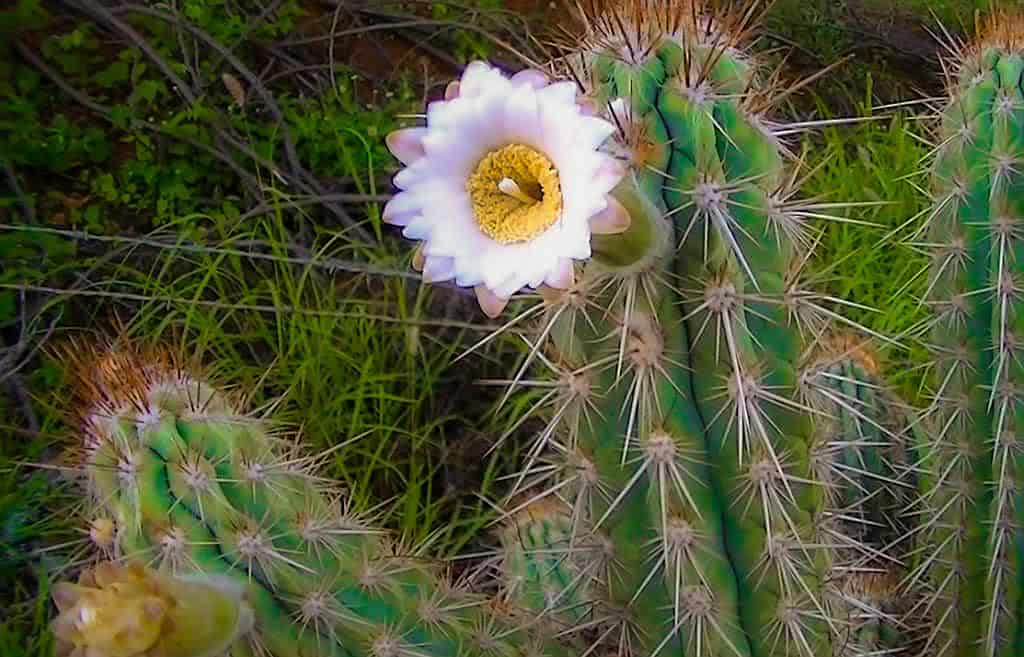 erros comuns decoração estilo sertanejo