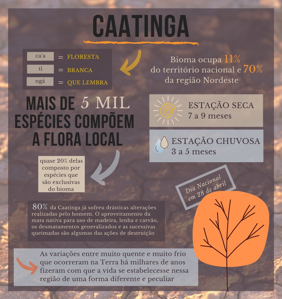 decoração caatinga