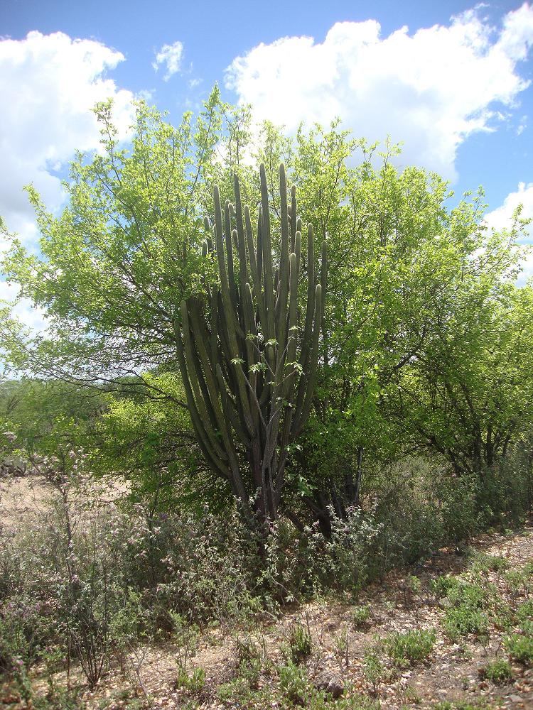 ideias decoração caatinga para sala