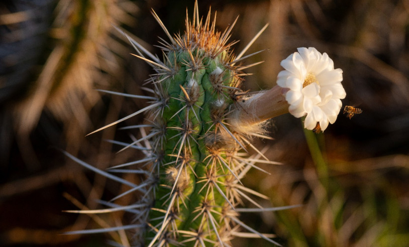 decoração caatinga versus rústica moderna