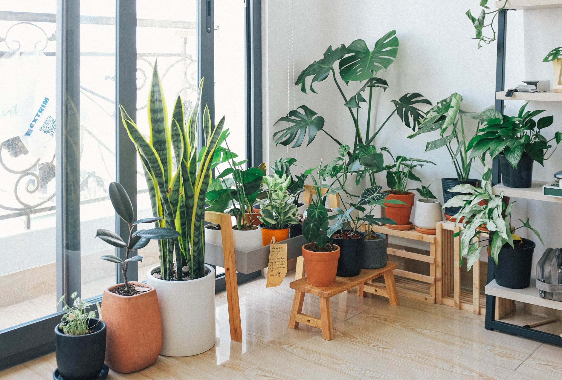 decoração com plantas