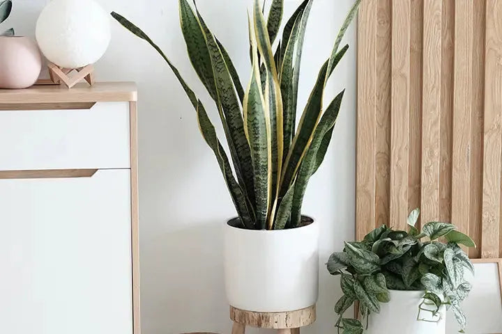 decoração com plantas