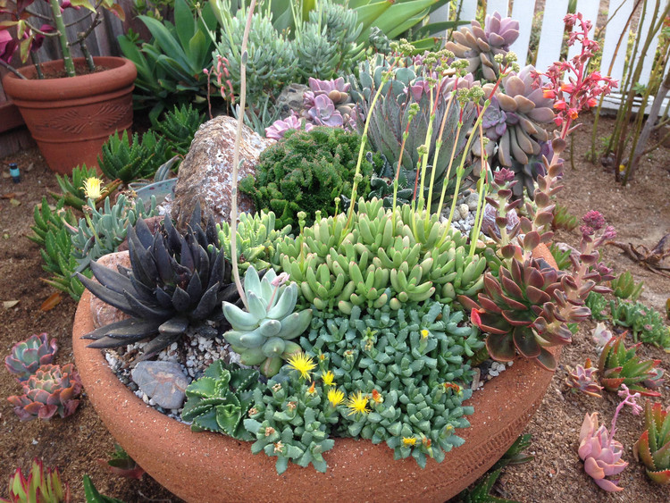 decoração com plantas